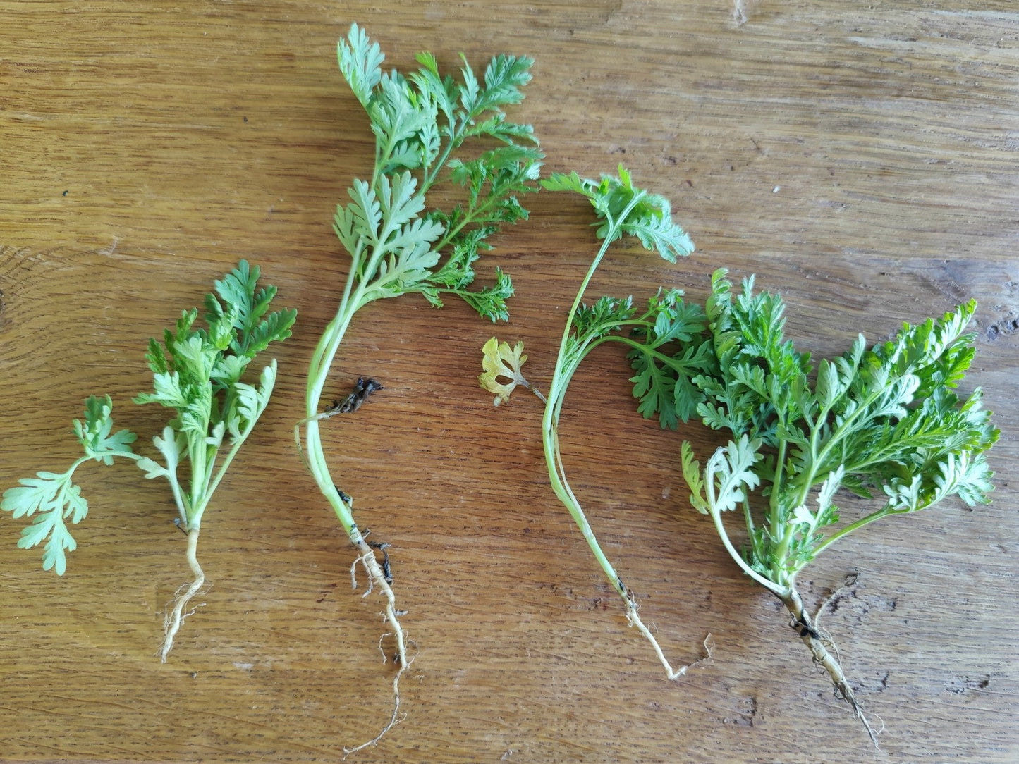 Artemisia Annua Jungpflanzen Paket 10x
